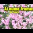 Edmondai – Pe Drumurile Italiei